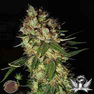 Emerald Triangle Seeds G13 X Blueberry Headband